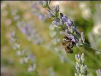 Biene Lavendel 5
