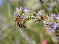 Biene Lavendel 4