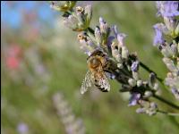 Biene Lavendel 3