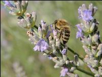 Biene Lavendel 2