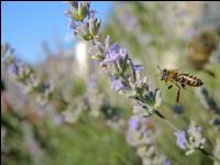 Biene Lavendel 1