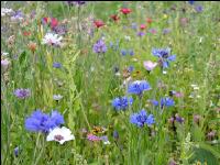 Blumenwiese 4