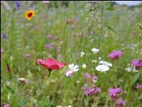 Blumenwiese 3
