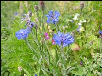 Blumenwiese 2