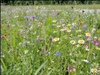 Blumenwiese 1