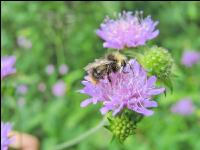 wildbienen 13