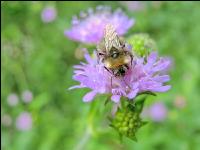 wildbienen 11