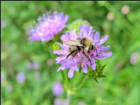 wildbienen 10