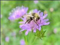 wildbienen 9