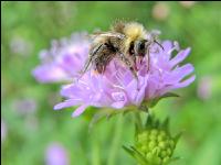 wildbienen 8