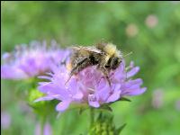 wildbienen 7