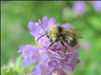 wildbienen 6