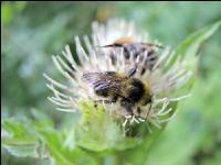wildbienen 5