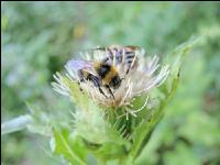 wildbienen 4