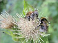 wildbienen 3