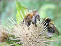 wildbienen 2