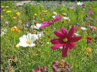 Wildflowers meadows 5