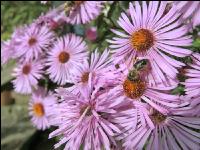 Biene Herbst 5