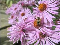 Biene Herbst 4