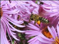 Biene Herbst 1
