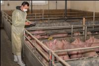 Schweineseuchen 24