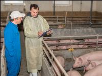 Schweineseuchen 23