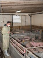 Schweineseuchen 22