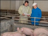 Schweineseuchen 19
