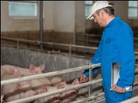 Schweineseuchen 18