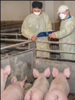 Schweineseuchen 17