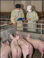 Schweineseuchen 16