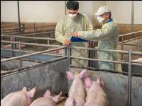 Schweineseuchen 15