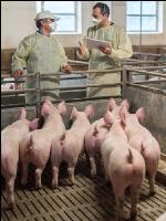 Schweineseuchen 13