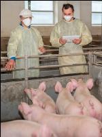 Schweineseuchen 5