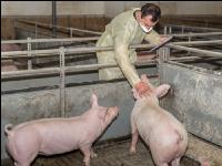 Schweineseuchen 4