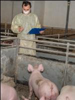 Schweineseuchen 2
