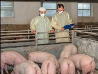 Schweineseuchen 1