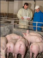 Swine epidemic 20