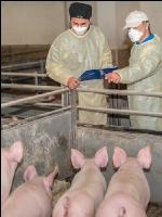 Swine epidemic 17