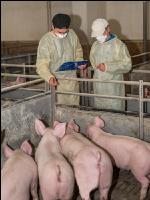 Swine epidemic 16