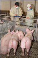 Swine epidemic 14