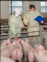 Swine epidemic 12