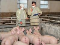 Swine epidemic 11
