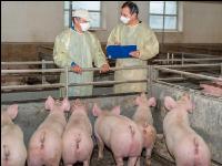 Swine epidemic 10