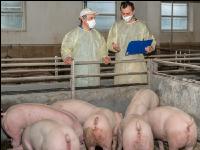 Swine epidemic 9
