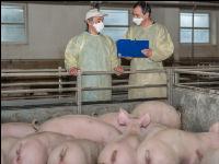 Swine epidemic 8