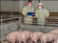 Swine epidemic 7