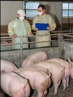 Swine epidemic 6
