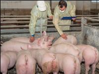Swine epidemic 3