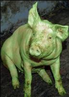 Schweinekrankheiten 5